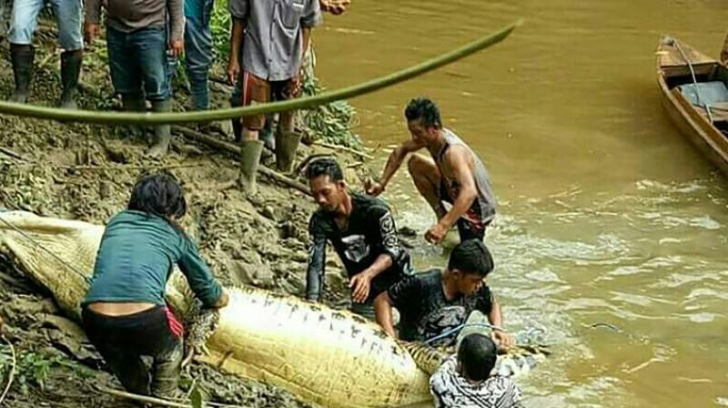 Authorities shot and killed the crocodile close to a riverbank where a local palm oil plantation worker had gone missing two days earlier, with only his motorbike and sandals found at the site. (Photo: AFP) Authorities shot and killed the crocodile close to a riverbank where a local palm oil plantation worker had gone missing two days earlier, with only his motorbike and sandals found at the site. (Photo: AFP)
