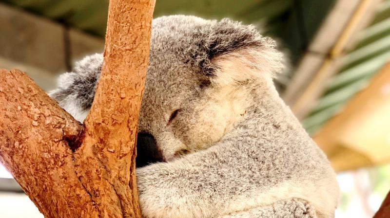 In the southern states of Victoria and South Australia, koala populations vary widely from abundant to low or locally extinct. (Photo: Pexels) In the southern states of Victoria and South Australia, koala populations vary widely from abundant to low or locally extinct. (Photo: Pexels)