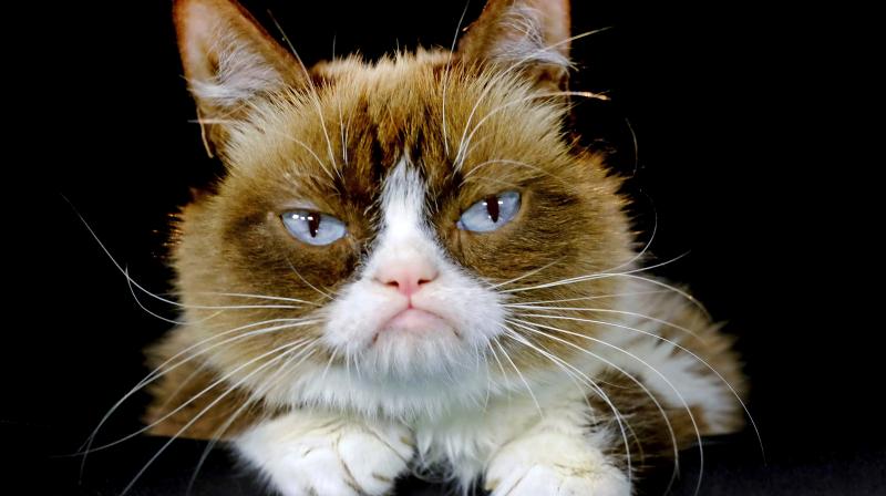 According to her owners 'Grumpy Cat' helped millions of people smile all around the world, even when times were tough. (Photo: AP) According to her owners 'Grumpy Cat' helped millions of people smile all around the world, even when times were tough. (Photo: AP)