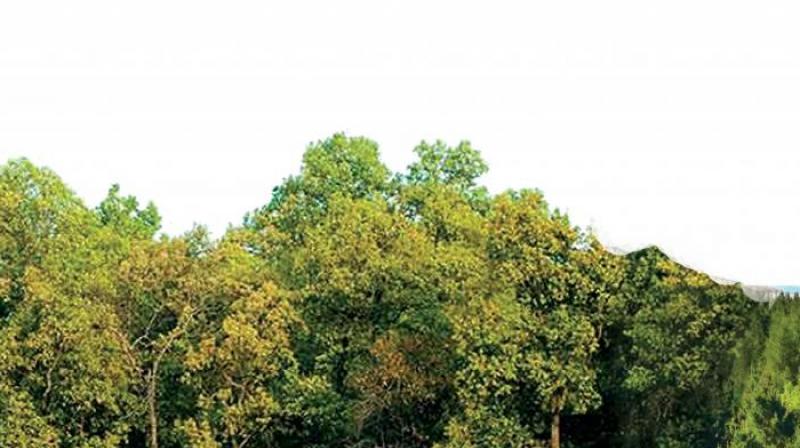 Mr Jha organised a video conference with all forest officials in the state wherein he suggested several measures to protect the forest from smugglers. (Representational Image) Mr Jha organised a video conference with all forest officials in the state wherein he suggested several measures to protect the forest from smugglers. (Representational Image)