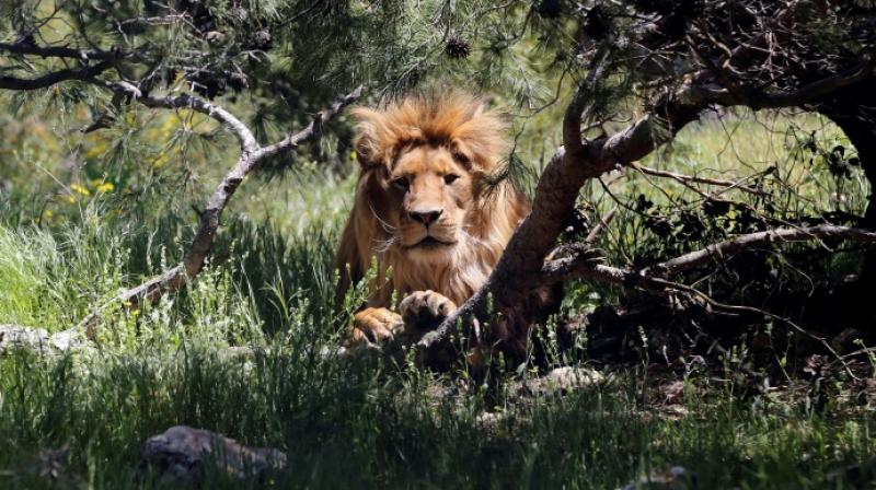 The lions have been spotted roaming around the Foskor phosphate mine outside the town of Phalaborwa on the western boundary of the famed wildlife park, which is fenced in. (Photo: Representational I File) The lions have been spotted roaming around the Foskor phosphate mine outside the town of Phalaborwa on the western boundary of the famed wildlife park, which is fenced in. (Photo: Representational I File)