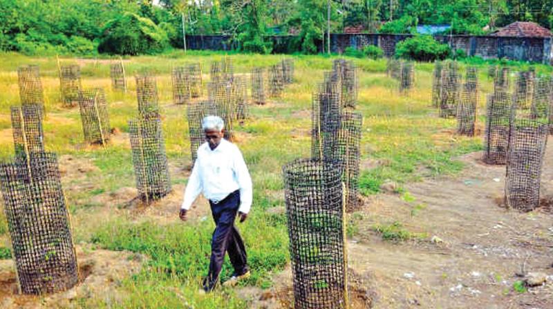 A file picture of the compensatory tree planting initiative of Metro. (Photo: DC) A file picture of the compensatory tree planting initiative of Metro. (Photo: DC)