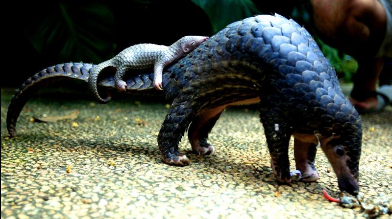 A pangolin carries its baby at a Bali zoo in Bali, Indonesia. (Photo: AP) A pangolin carries its baby at a Bali zoo in Bali, Indonesia. (Photo: AP)