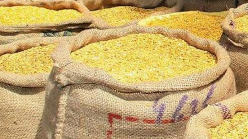 Kesari Dal processed by soaking and by boiling as well as in its raw form was tested on rats at the Andhra University’s labs. (Representational Image) Kesari Dal processed by soaking and by boiling as well as in its raw form was tested on rats at the Andhra University’s labs. (Representational Image)