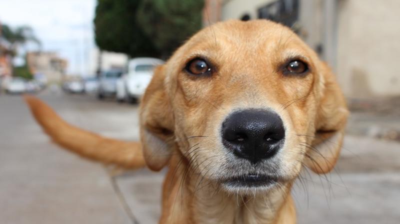 The trick helps smaller dogs establish their presence without having to directly face competitors (Photo: Pixabay) The trick helps smaller dogs establish their presence without having to directly face competitors (Photo: Pixabay)