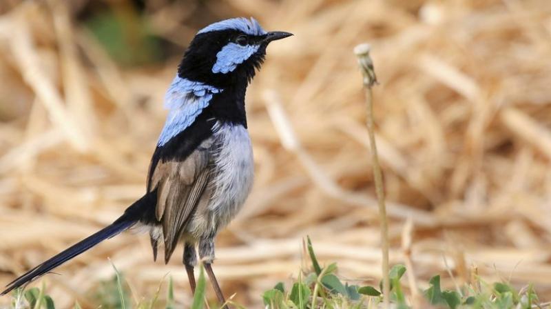 Birds have several ways of acquiring life skills.(Photo:AP) Birds have several ways of acquiring life skills.(Photo:AP)