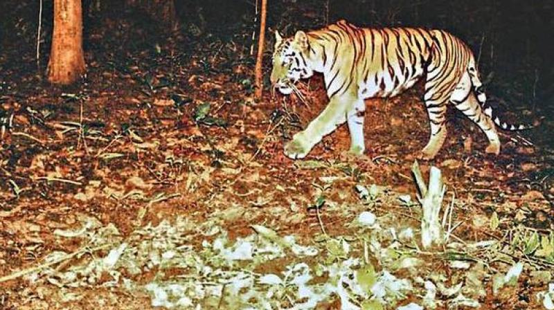 The tigress, one of the four cubs from the first litter of Phalguna, a tigress that migrated into Asifabad district from Maharashtra, is among the first born in Telangana, after the formation of the state.