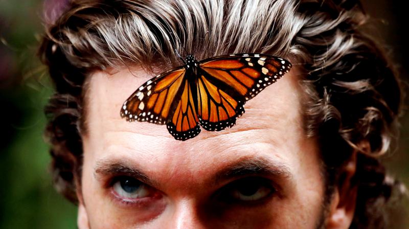 A Monarch butterfly rests on the forehead of a man, at the Amanalco de Becerra sanctuary, on the mountains near the extinct Nevado de Toluca volcano, Mexico. (Photo: AP) A Monarch butterfly rests on the forehead of a man, at the Amanalco de Becerra sanctuary, on the mountains near the extinct Nevado de Toluca volcano, Mexico. (Photo: AP)
