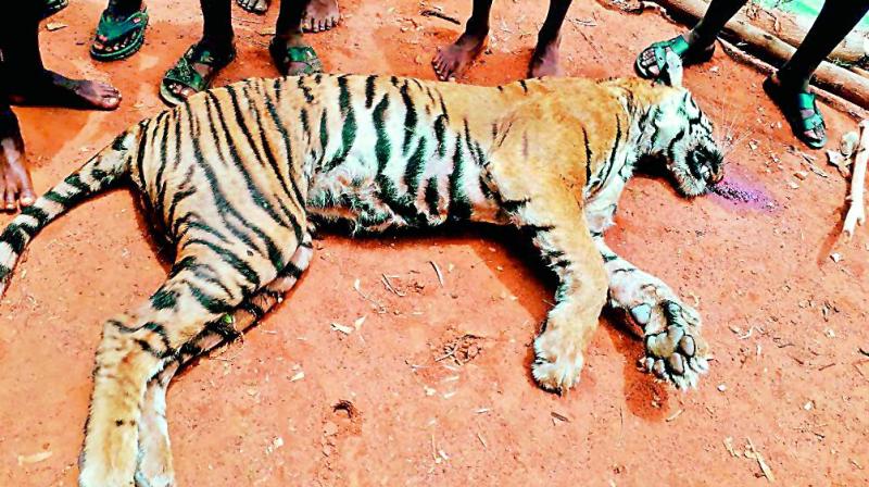 The shooting of 12-year-old Avni has created an uproar as many wildlife activists and politicians have slammed the state government for not preventing the shooting in the first place. The shooting of 12-year-old Avni has created an uproar as many wildlife activists and politicians have slammed the state government for not preventing the shooting in the first place.