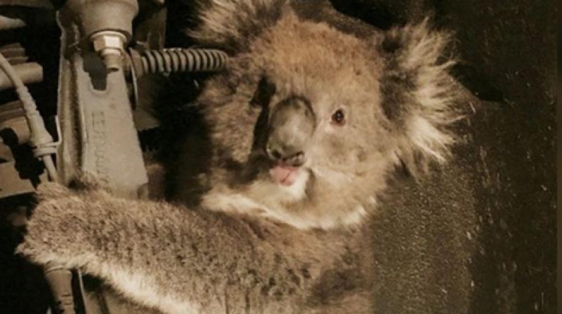 The driver of the vehicle was unaware of the koala until he heard some unusual cries. (Photo: Metroplitan Fire Service via AP) The driver of the vehicle was unaware of the koala until he heard some unusual cries. (Photo: Metroplitan Fire Service via AP)