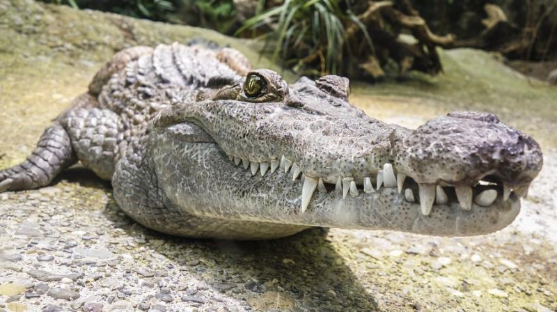 He was dragged clear by another tourist and a worker at the crocodile cage-diving attraction at Victoria Falls in Zimbabwe. (Photo: Pixabay) He was dragged clear by another tourist and a worker at the crocodile cage-diving attraction at Victoria Falls in Zimbabwe. (Photo: Pixabay)