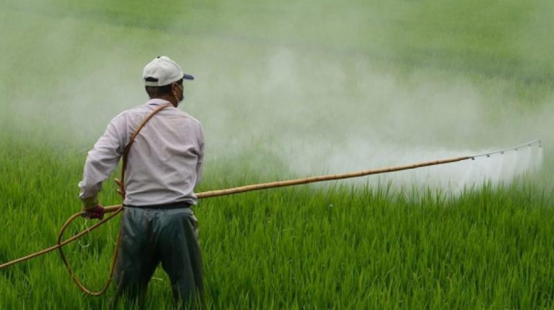 But the farmers say life is tough on the fields where they toil during the annual harvesting season from January to June. (Photo:AP) But the farmers say life is tough on the fields where they toil during the annual harvesting season from January to June. (Photo:AP)