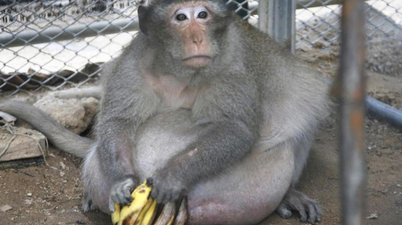 The male long-tailed macaqueis now eating lean protein, fruits and vegetables at a rehabilitation center in Thailand. (Photo: AP) The male long-tailed macaqueis now eating lean protein, fruits and vegetables at a rehabilitation center in Thailand. (Photo: AP)