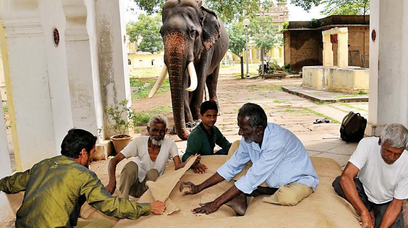 Mahouts prepare a mat for keeping the Golden Howdah on jumbo Arjuna, at Mysuru Palace premises on Tuesday Mahouts prepare a mat for keeping the Golden Howdah on jumbo Arjuna, at Mysuru Palace premises on Tuesday