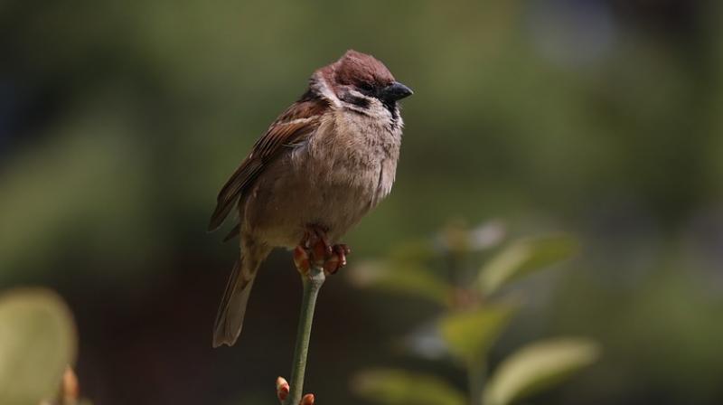 Environment will remain clean in the presence of the house sparrow, as it takes small insects and other materials in the ground, say experts. Environment will remain clean in the presence of the house sparrow, as it takes small insects and other materials in the ground, say experts.
