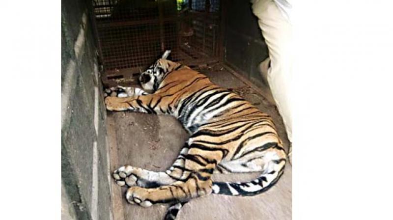 The tiger which was rescued from a snare on the border of Nagarahole National Park. The tiger which was rescued from a snare on the border of Nagarahole National Park.