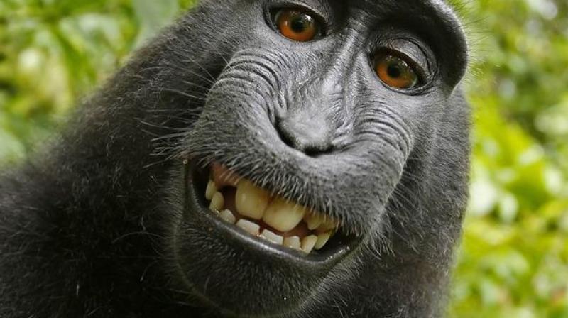 60 Per Cent Of World S Non Human Primates Face Extinction