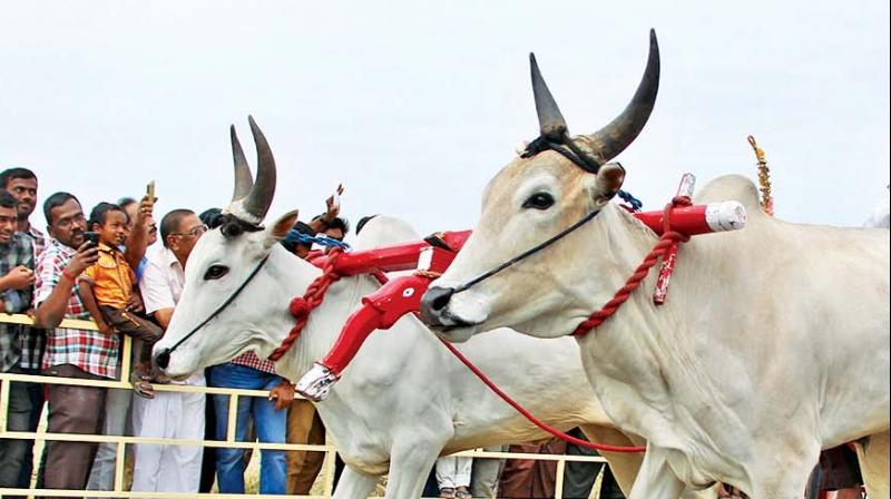 Adequate feed and water shall be provided to the bulls and they shall be allowed to perform their normal physiological functions. Adequate feed and water shall be provided to the bulls and they shall be allowed to perform their normal physiological functions.