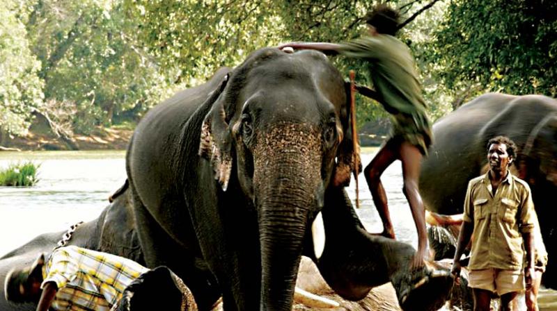 When asked if a replacement had been found for 39-year-old Drona, who participated twice in the Dasara festivities and passed away recently, Mr Alexander said they have a set of able elephants ready. When asked if a replacement had been found for 39-year-old Drona, who participated twice in the Dasara festivities and passed away recently, Mr Alexander said they have a set of able elephants ready.