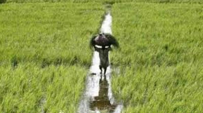 As per the latest sowing data maintained by the Union Agriculture Ministry, total acreage sown to all Kharif crops so far has remained lower at 869.55 lakh hectare as against 918.70 lakh hectare in the year-ago. As per the latest sowing data maintained by the Union Agriculture Ministry, total acreage sown to all Kharif crops so far has remained lower at 869.55 lakh hectare as against 918.70 lakh hectare in the year-ago.