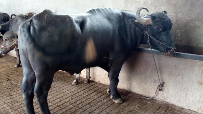 Volunteers of the Compassionate Society for Animals found that cattle in the farm were beaten mercilessly. Volunteers of the Compassionate Society for Animals found that cattle in the farm were beaten mercilessly.