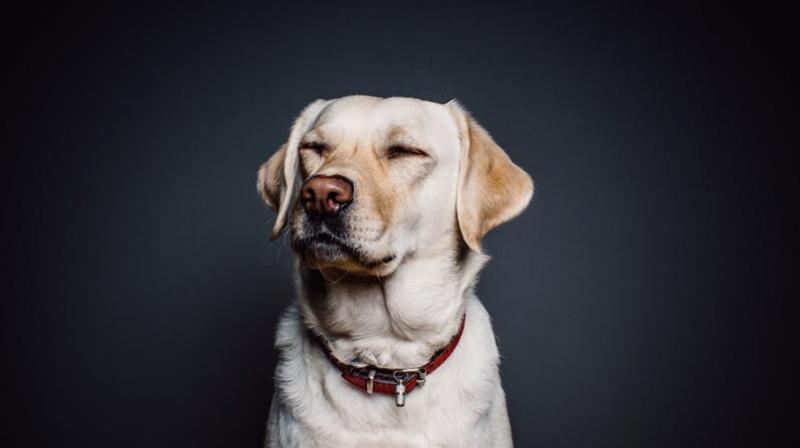Representational Image. (Photo: Pexels) Representational Image. (Photo: Pexels)