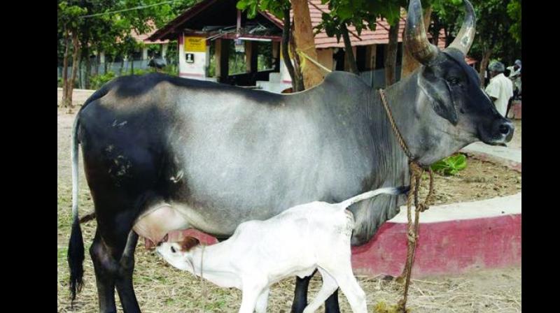 Milk yield per animal is much less in India due to poor and unscientific management of livestock. (Representational image) Milk yield per animal is much less in India due to poor and unscientific management of livestock. (Representational image)