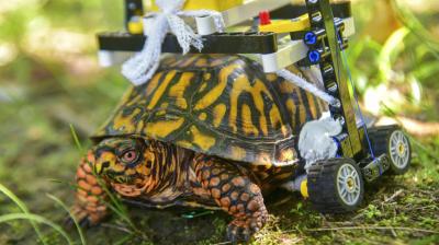 Fraess says no one makes turtle-sized wheelchairs, so he sent sketches to a friend who's a Lego enthusiast. (Photo: AP)
