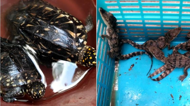 The crocodiles were found to be malnourished, subdued, and weak. The animals are currently recovering at the Nashik City Police's Crime Branch office. The crocodiles were found to be malnourished, subdued, and weak. The animals are currently recovering at the Nashik City Police's Crime Branch office.