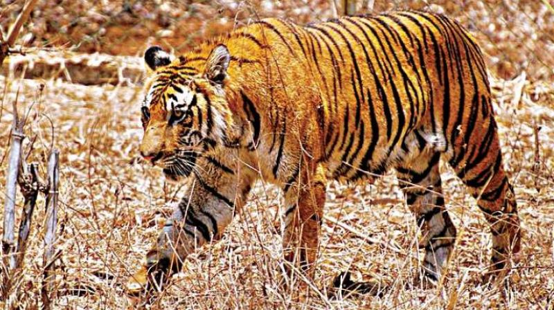 The state has two tiger reserves, seven sanctuaries and three national parks. The state has two tiger reserves, seven sanctuaries and three national parks.