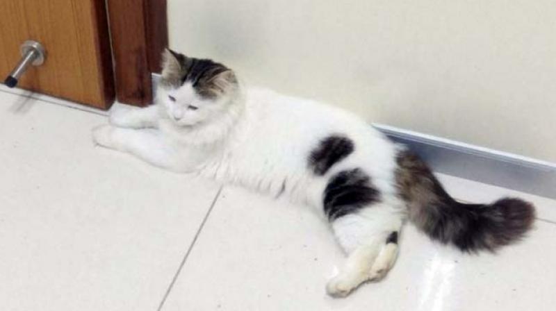 'Import of pets is only allowed after production of required health certificate from the country of origin and examination by our animal quarantine office,' Customs Commissioner Sumit Kumar said. (Photo: PTI) 'Import of pets is only allowed after production of required health certificate from the country of origin and examination by our animal quarantine office,' Customs Commissioner Sumit Kumar said. (Photo: PTI)