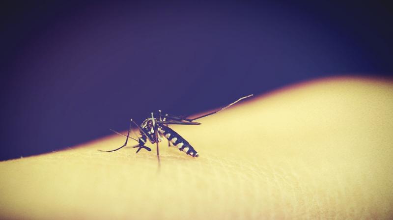 Experts warn dengue is becoming a growing issue worldwide. (Photo: Pixabay) Experts warn dengue is becoming a growing issue worldwide. (Photo: Pixabay)