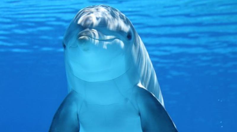 We know that there is something magical about dolphins. (Photo: Pixabay) We know that there is something magical about dolphins. (Photo: Pixabay)