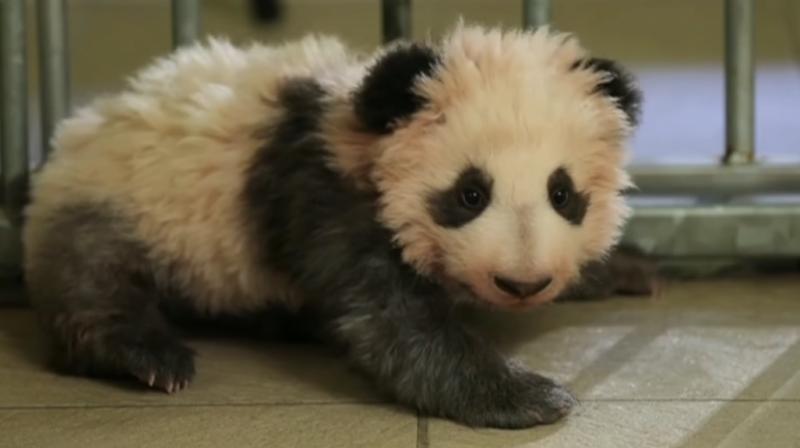 France's first-born panda has France's First Lady Brigitte Macron as its godmother. (Photo: Youtube/CGTN) France's first-born panda has France's First Lady Brigitte Macron as its godmother. (Photo: Youtube/CGTN)