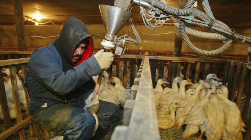 Fed up by toughened California ban, French foie gras makers argue that they produce the delicacy humanely. (Photo: AP) Fed up by toughened California ban, French foie gras makers argue that they produce the delicacy humanely. (Photo: AP)