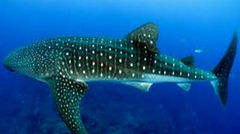 A team of researchers led by Professor Walter Salzburger from the University of Basel recently analysed fish living in deep-sea habitat and discovered that certain deep-sea fish have expanded their rhodopsin genes. (Photo: ANI) A team of researchers led by Professor Walter Salzburger from the University of Basel recently analysed fish living in deep-sea habitat and discovered that certain deep-sea fish have expanded their rhodopsin genes. (Photo: ANI)