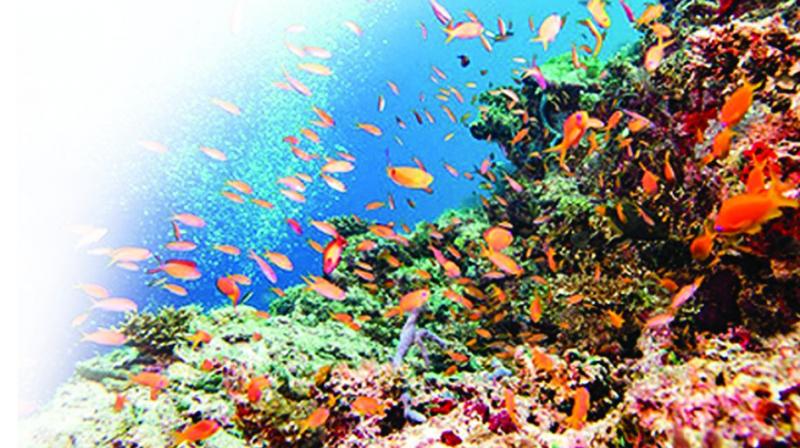 Coral reefs make up less than one per cent of Earth’s marine environment, but are home to an estimated 25 per cent of ocean life, acting as nurseries for many species of fish. Coral reefs make up less than one per cent of Earth’s marine environment, but are home to an estimated 25 per cent of ocean life, acting as nurseries for many species of fish.