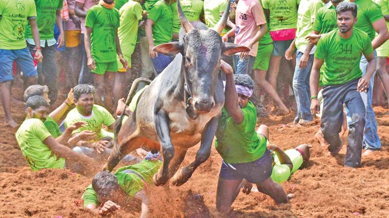 A bull flies in the air as brave men try to catch hold of hump at jallikattu in Alanganallur, Madurai on Tuesday. (Photo: DC) A bull flies in the air as brave men try to catch hold of hump at jallikattu in Alanganallur, Madurai on Tuesday. (Photo: DC)