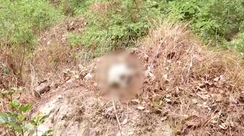 One or two of the dead bodies were found charred and many skeletons were found strewn on the ground or stuffed into sacks in the forest area. (Photo: ANI) One or two of the dead bodies were found charred and many skeletons were found strewn on the ground or stuffed into sacks in the forest area. (Photo: ANI)