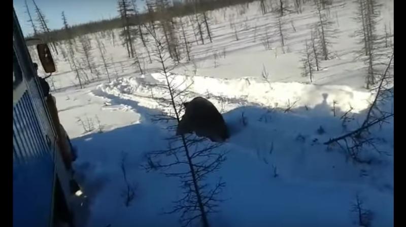 The bear can be seen at the centre of the frame. (Photo: YouTube Screenshot) The bear can be seen at the centre of the frame. (Photo: YouTube Screenshot)