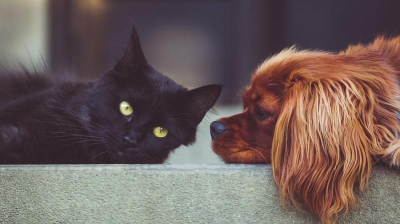 According to research, dogs gravitate toward high-fat food, but cats pounce on carbohydrates with even greater enthusiasm. (Photo: Pixabay) According to research, dogs gravitate toward high-fat food, but cats pounce on carbohydrates with even greater enthusiasm. (Photo: Pixabay)