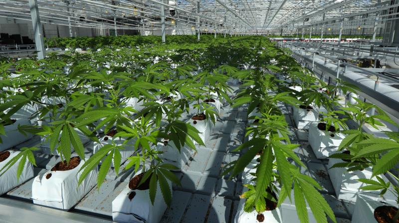 Marijuana plants are shown growing in a massive tomato greenhouse being renovated to grow pot in Delta, British Columbia, that is operated by Pure Sunfarms, a joint venture between tomato grower Village Farms International, and a licensed medical marijuana producer, Emerald Health Therapeutics. (Photo: AP) Marijuana plants are shown growing in a massive tomato greenhouse being renovated to grow pot in Delta, British Columbia, that is operated by Pure Sunfarms, a joint venture between tomato grower Village Farms International, and a licensed medical marijuana producer, Emerald Health Therapeutics. (Photo: AP)