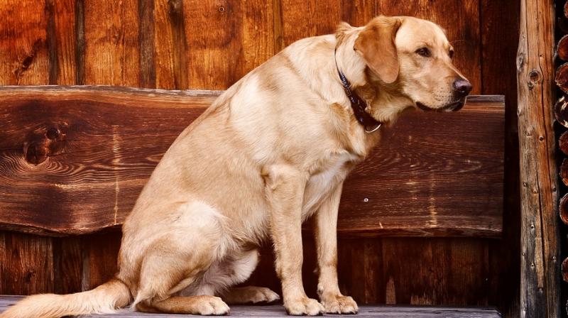 Study reveals a dog's colour could impact longevity. (Photo: Pixabay) Study reveals a dog's colour could impact longevity. (Photo: Pixabay)
