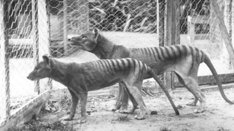 The enigmatic animal, also called the thylacine, was once widespread across the vast country, but was wiped out around 3,000 years ago. (Photo: AFP) The enigmatic animal, also called the thylacine, was once widespread across the vast country, but was wiped out around 3,000 years ago. (Photo: AFP)
