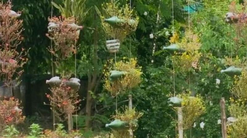 A forest range officer (FRO) of Pirakata Range under Midnapur division has created a beautiful garden using waste plastic bottles and rubber tyres. (Photo: ANI) A forest range officer (FRO) of Pirakata Range under Midnapur division has created a beautiful garden using waste plastic bottles and rubber tyres. (Photo: ANI)
