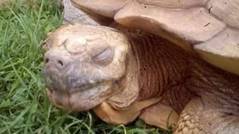 A tortoise whose royal owners claimed was 344 years old years old has died in the palace of the traditional ruler of Ogbomosho, southwest Nigeria, a spokesman said Saturday. (Photo: Twitter/ @AlsoDamilare) A tortoise whose royal owners claimed was 344 years old years old has died in the palace of the traditional ruler of Ogbomosho, southwest Nigeria, a spokesman said Saturday. (Photo: Twitter/ @AlsoDamilare)