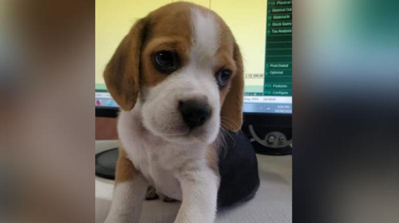 Online food delivery platform Zomato on Thursday said that it can confirm that none of its staff was involved in a recent case where a Pune resident had alleged that her pet beagle pup was taken away by a food delivery person. (Photo: ANI) Online food delivery platform Zomato on Thursday said that it can confirm that none of its staff was involved in a recent case where a Pune resident had alleged that her pet beagle pup was taken away by a food delivery person. (Photo: ANI)