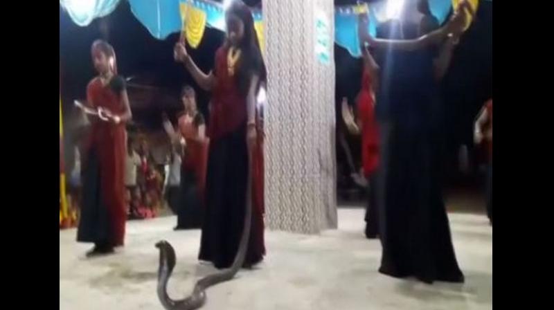 Five persons including a minor girl have been arrested after women were seen performing 'Garba' with snakes including a cobra at a function in Shil village. (Photo: ANI) Five persons including a minor girl have been arrested after women were seen performing 'Garba' with snakes including a cobra at a function in Shil village. (Photo: ANI)