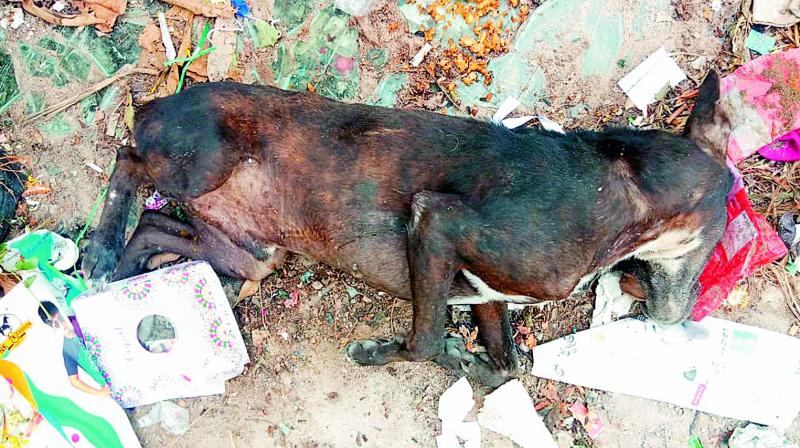 Police acquired CCTV footage which showed that the driver was not following traffic rules and had crushed the dog. Police acquired CCTV footage which showed that the driver was not following traffic rules and had crushed the dog.