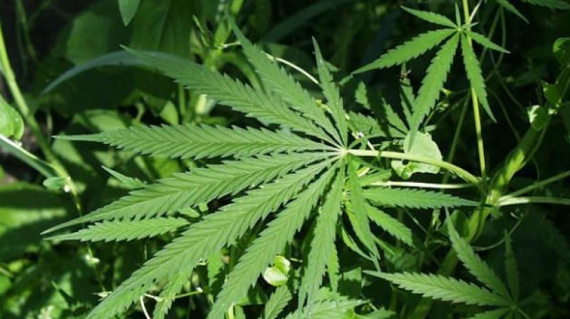 The excise department’s rough estimate is that ganja is cultivated in around 10,000 acres in Vizag Agency. The excise department’s rough estimate is that ganja is cultivated in around 10,000 acres in Vizag Agency.